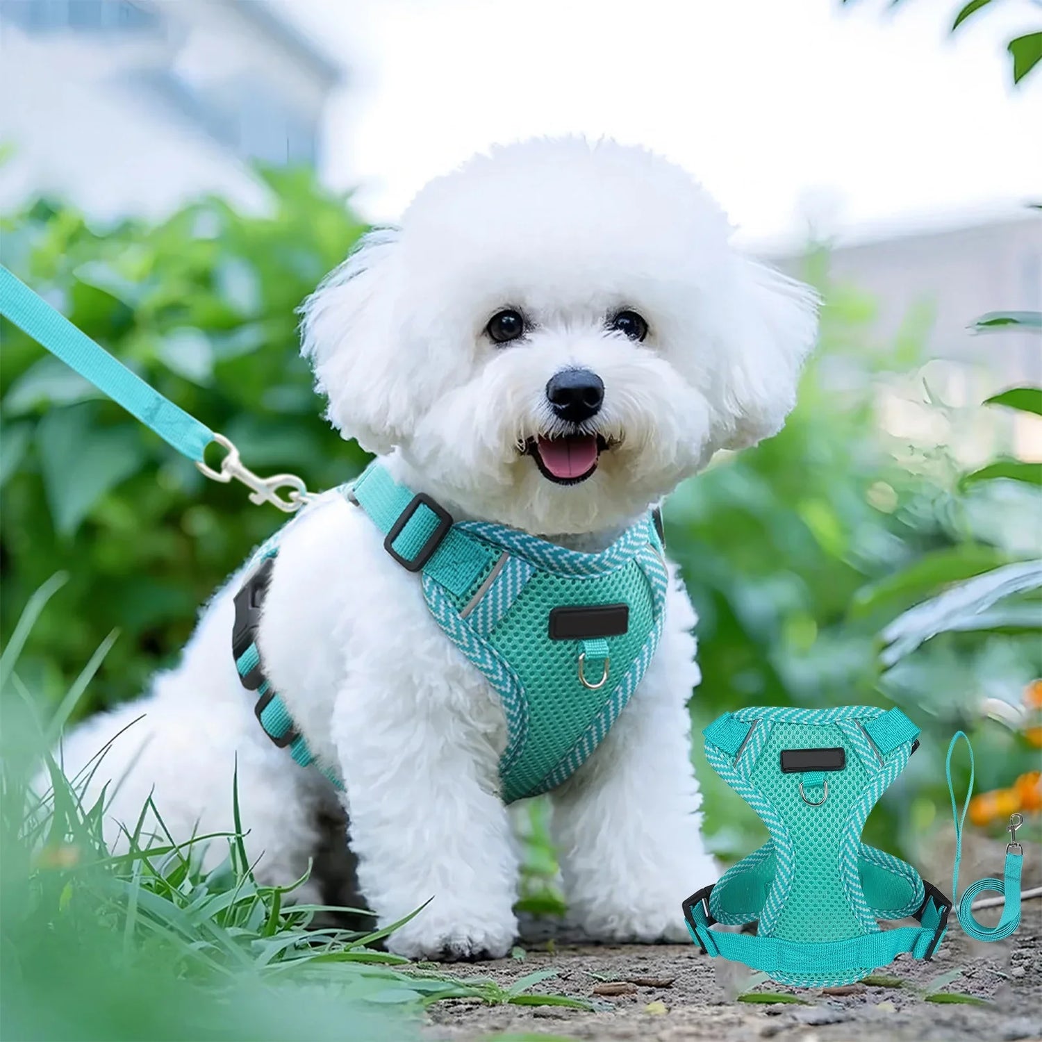 Collars, Leashes and Harnesses